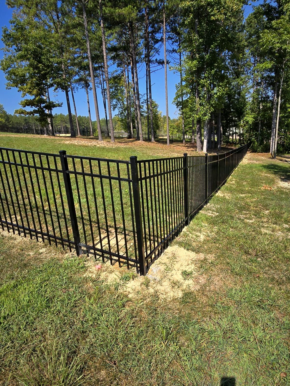 Black aluminum fence along a backyard with tall pines