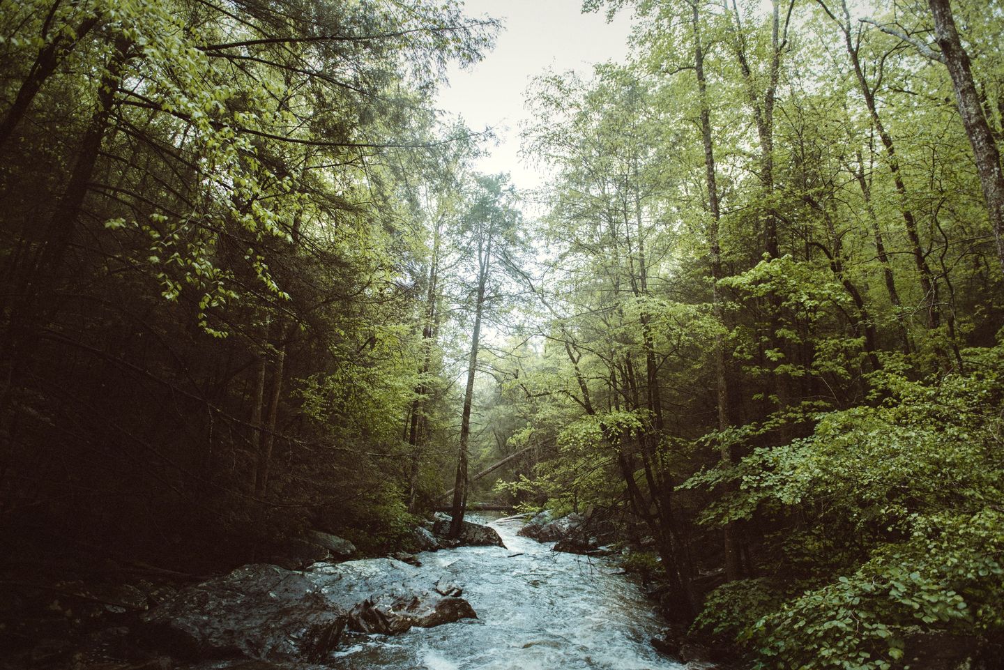 A rushing creek through spring woods on the Rainbow Lake Trail, Signal Mountain